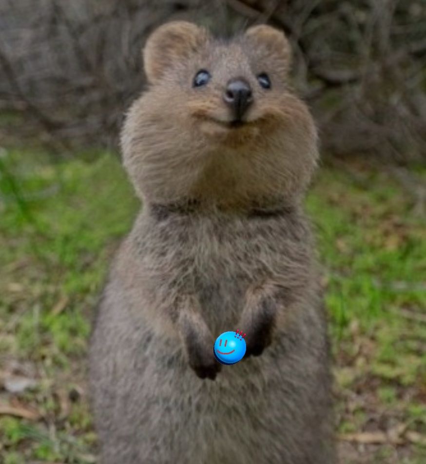 quokka