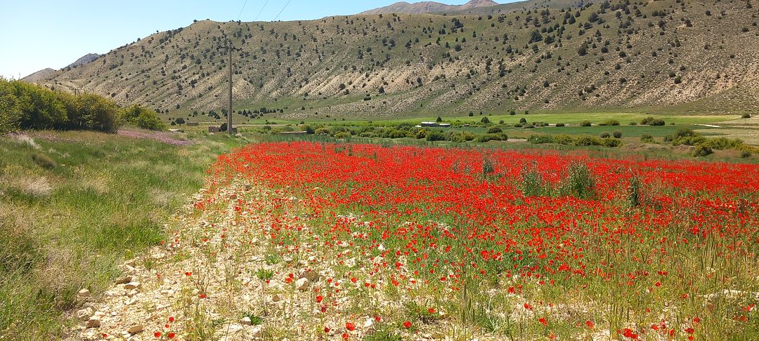 Wild anemone - Shahrood