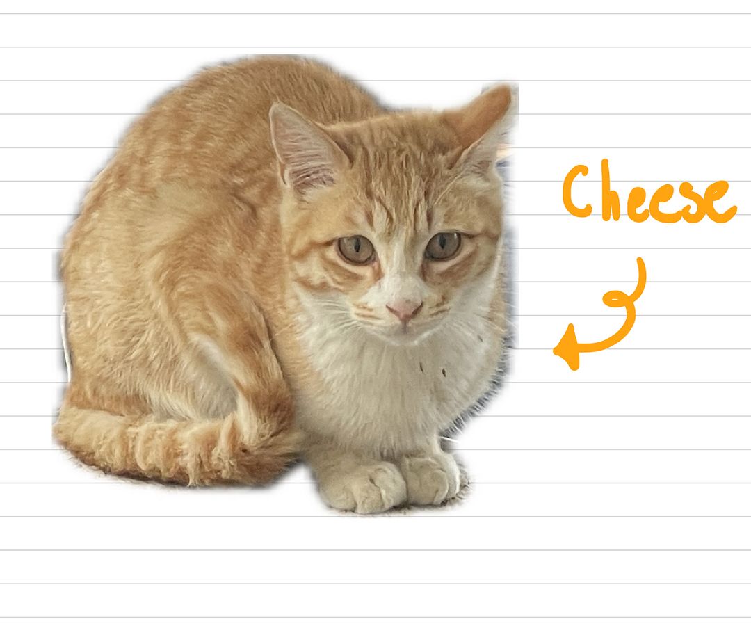 Cat_Cheese_5