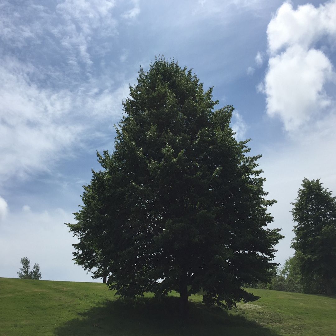 Shade of a tree