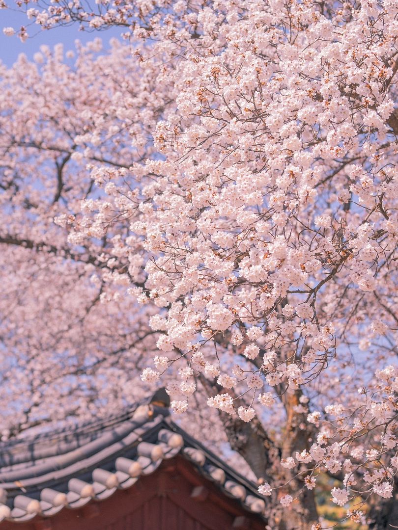 Cherry Blossoms pt.2