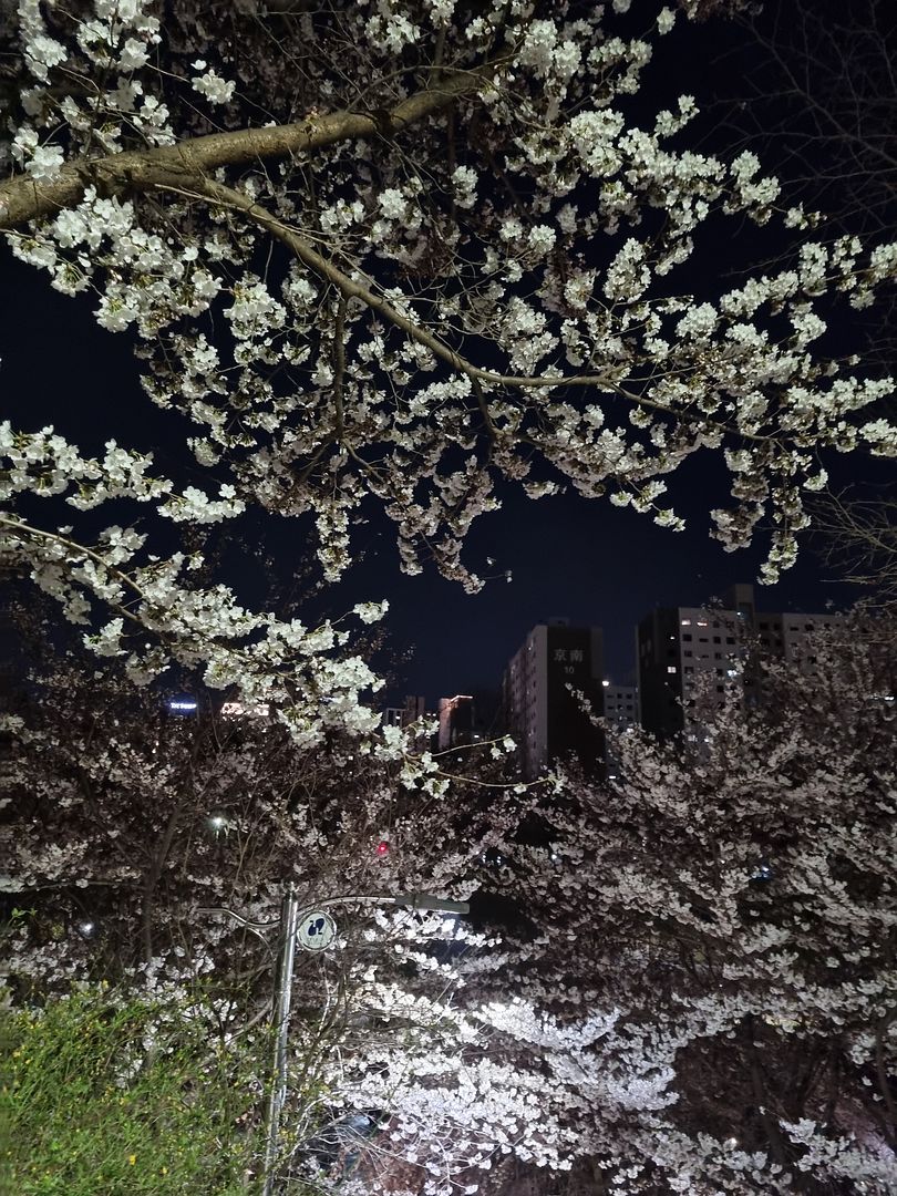 Cherry Blossom at night