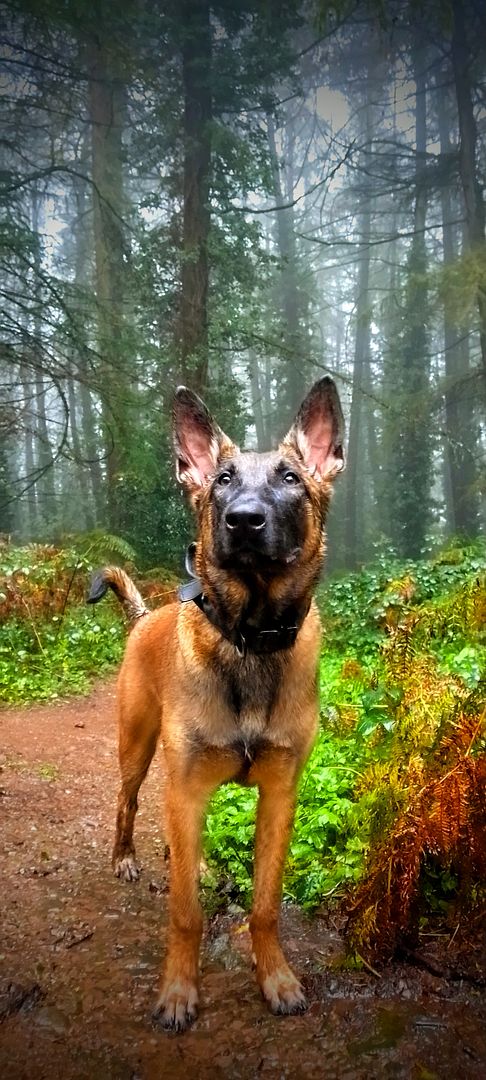 Malinois_forest