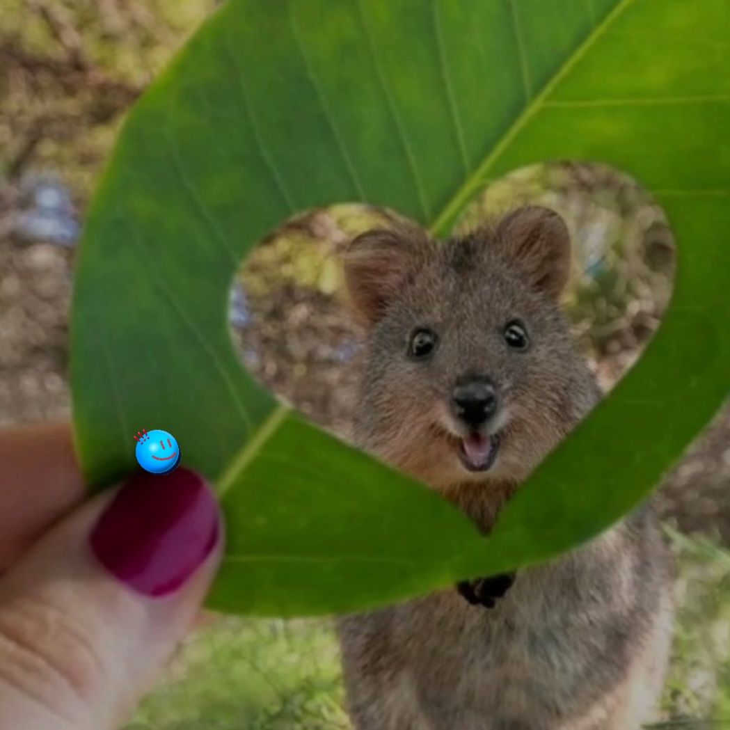 quokka5