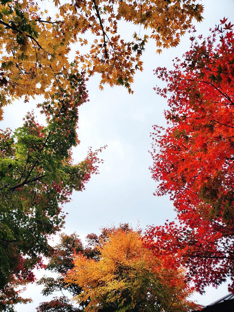 The colorful leaves of Korea's fall