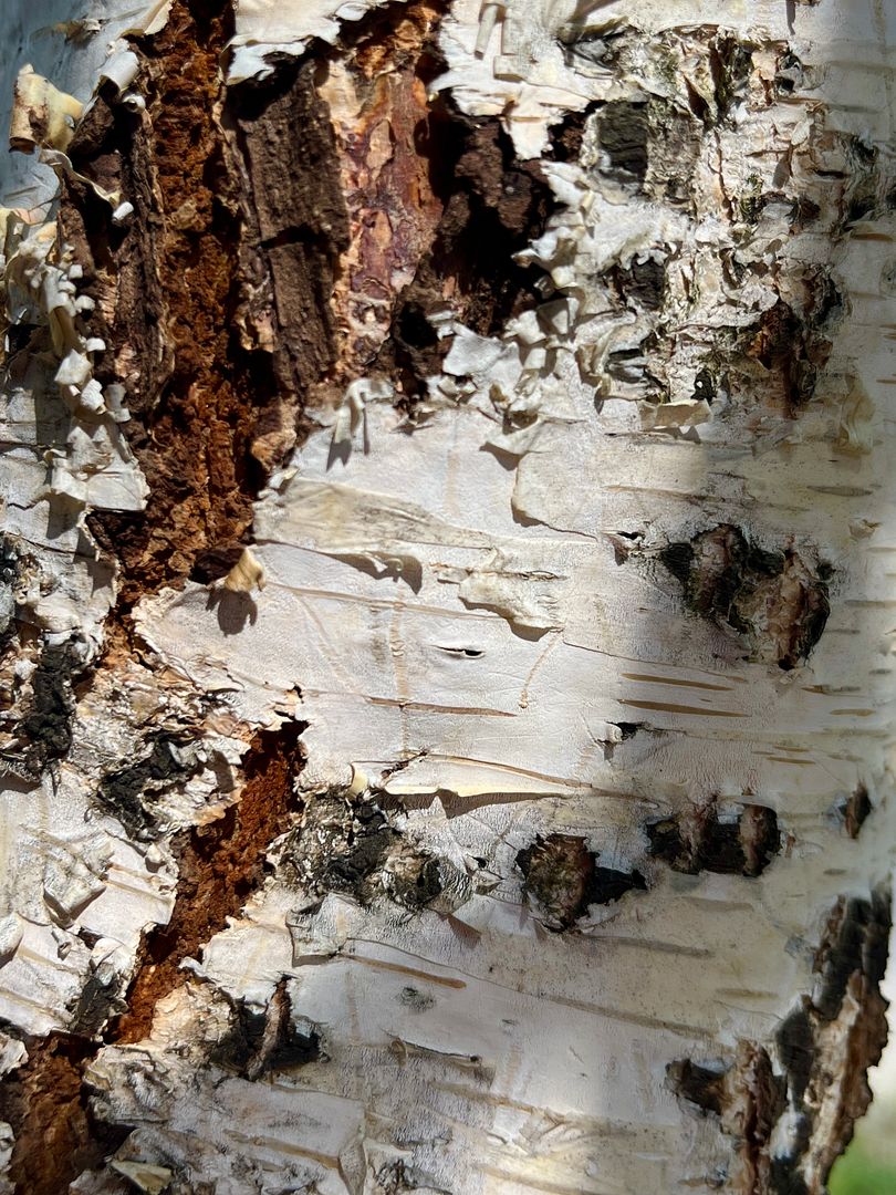 Birch bark #4