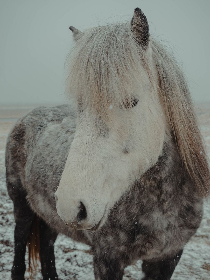 Icelandic Horse!