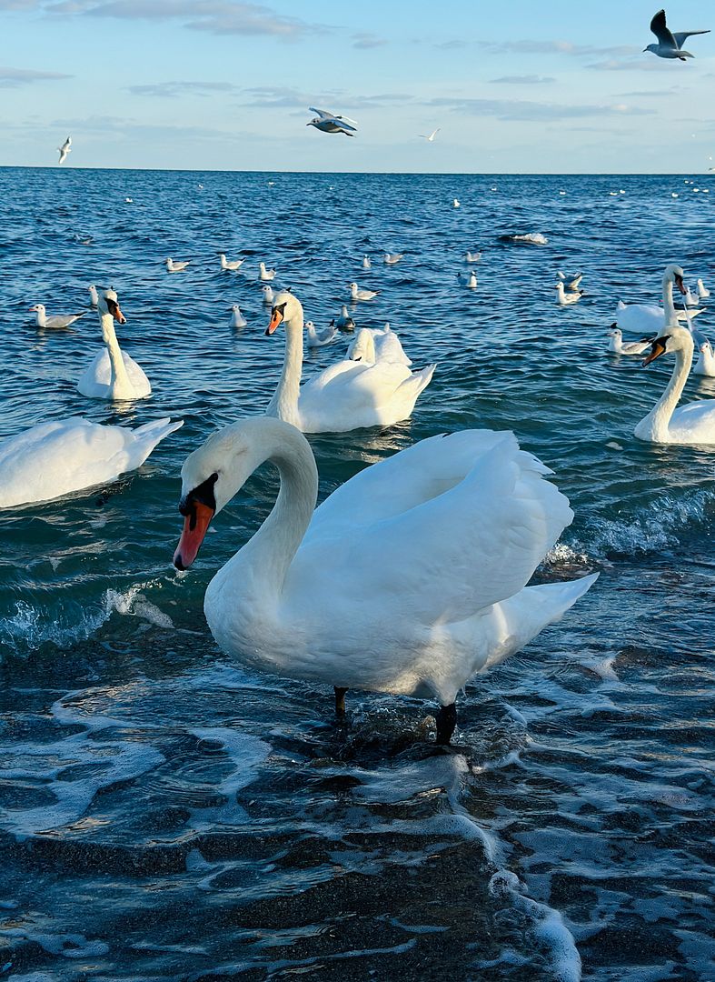 Swans 🦢