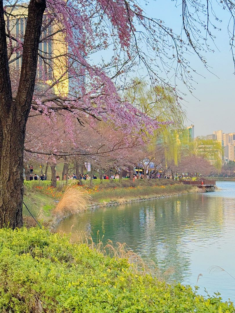 Cherry blossoms