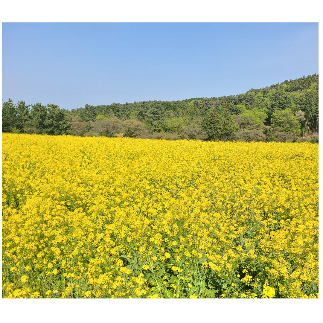 canola flowers of jeju