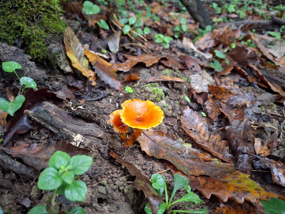 Wild mushroom