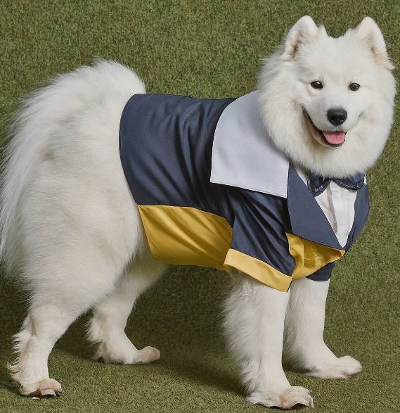 samoyed