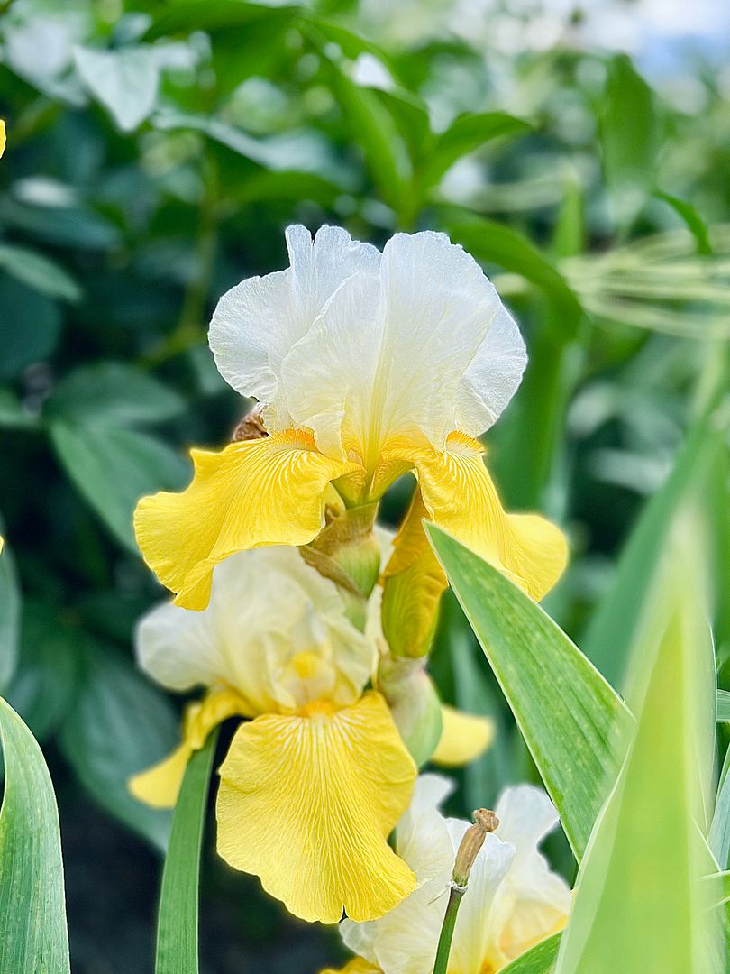 Yellow Iris