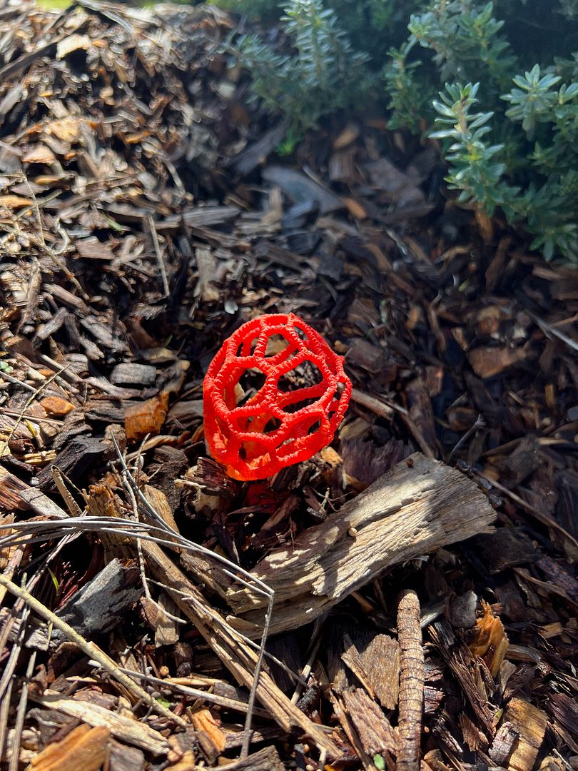 Clathrus ruber