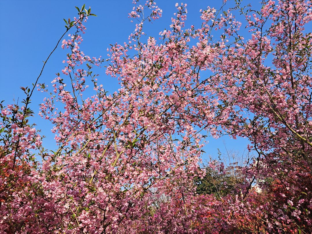 서부해당화