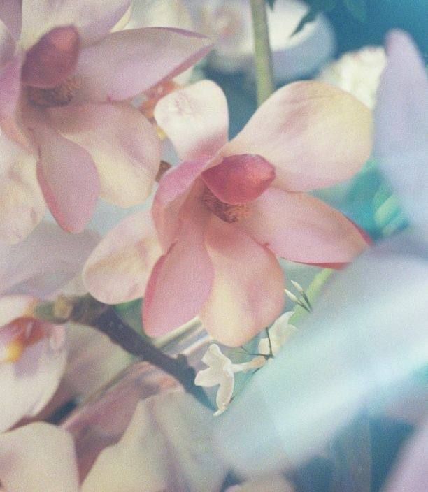 flowers in a vase