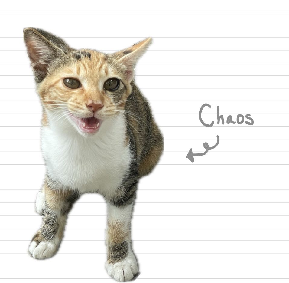 Cat_Chaos_21