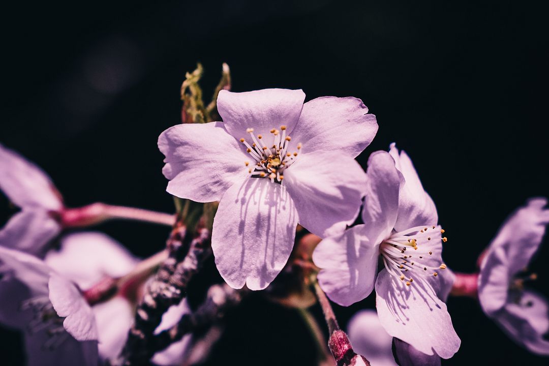 Sakura