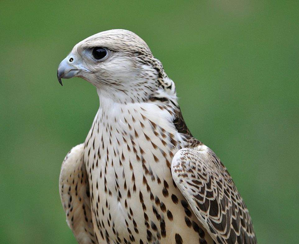 Falcon