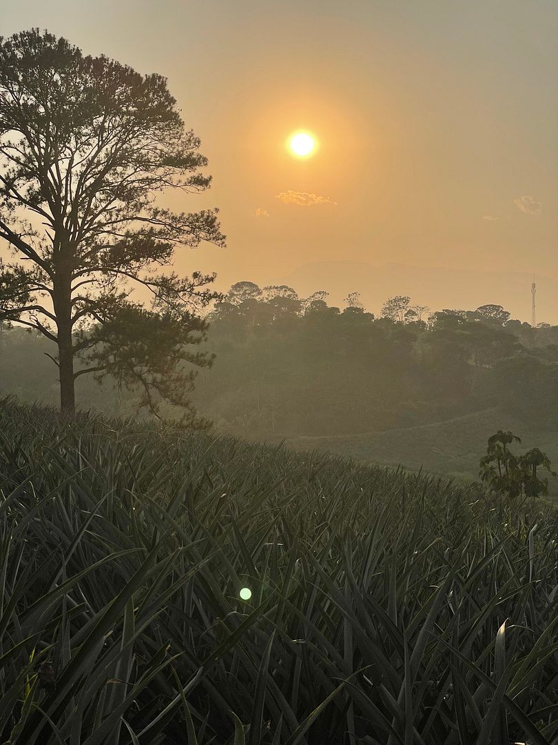 I saw her smile and it was the same as this warm sunset 🌅 happy Friday everyone, this one farm of pineapple