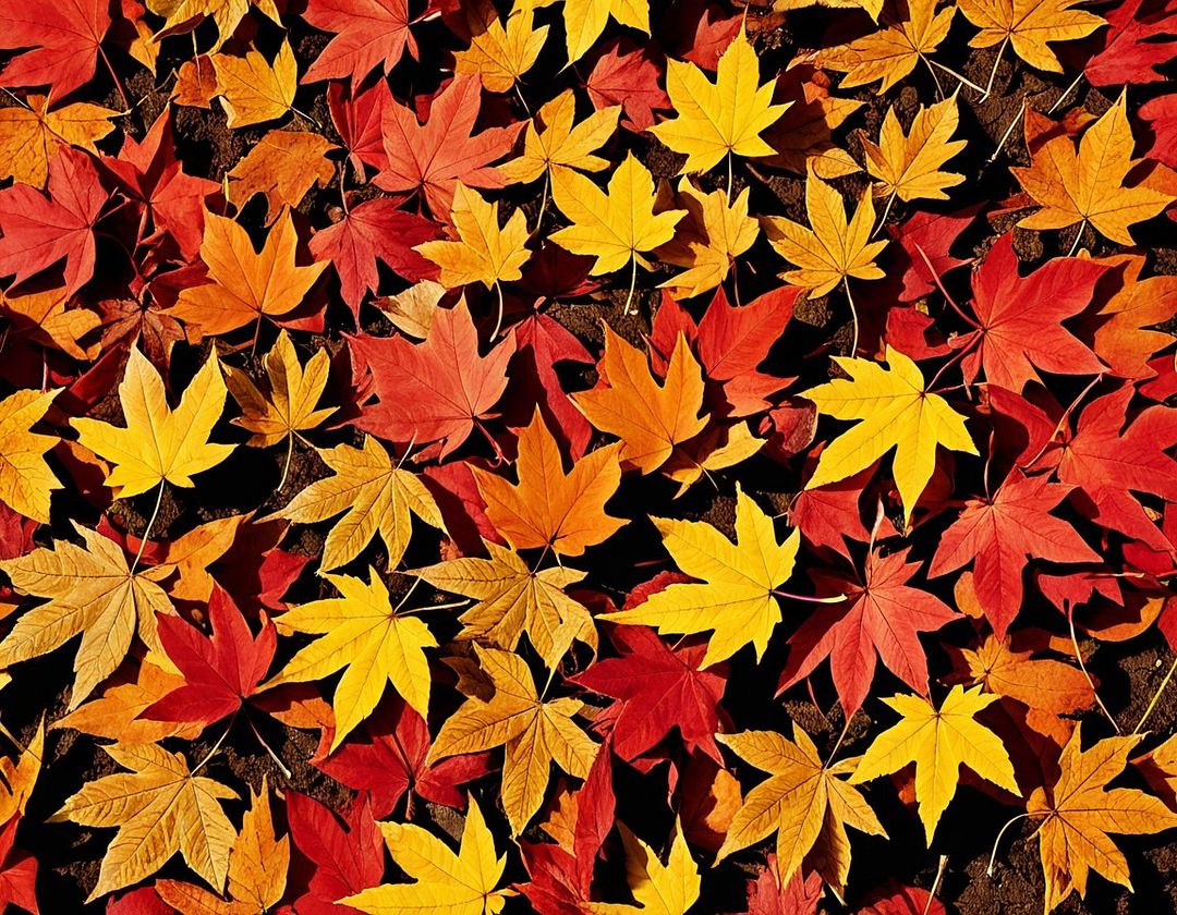 autumn leaves 2