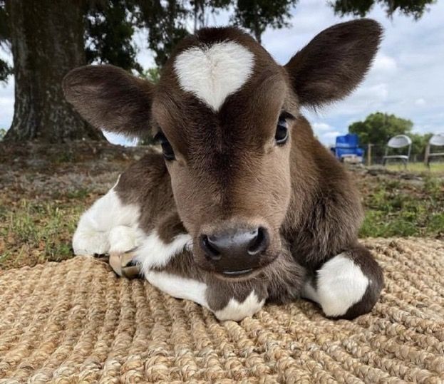 cute cow