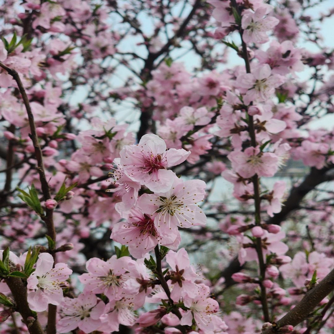 Cherry blossoms