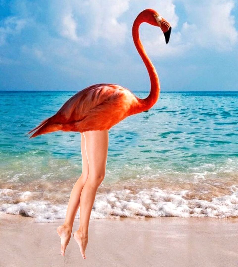 Flamingo