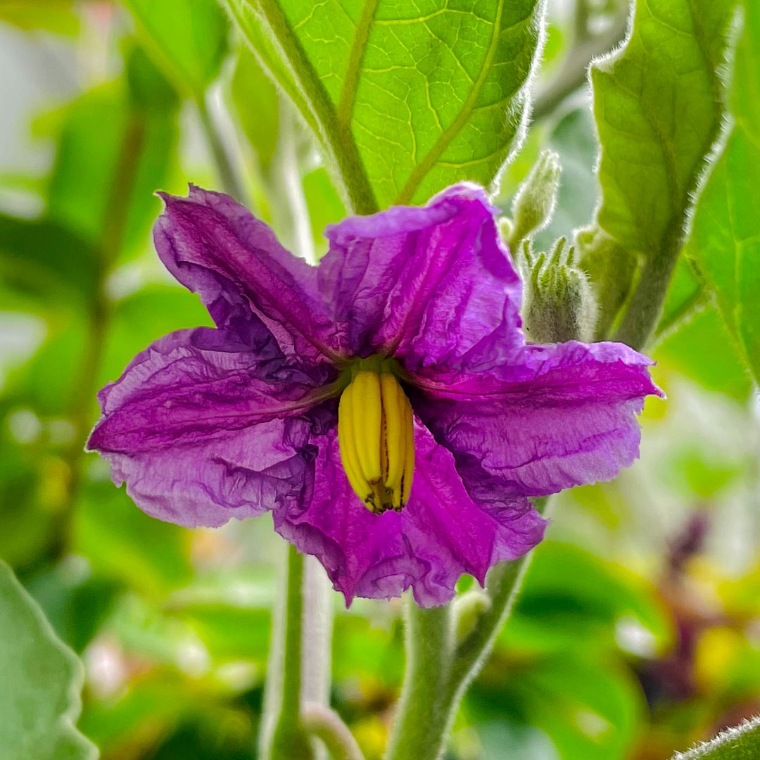 Aubergine