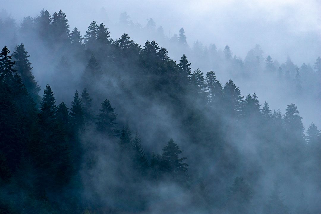 Evergreen trees in fog