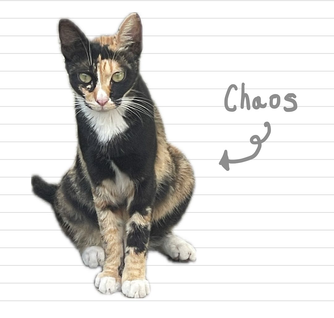 Cat_Chaos_9