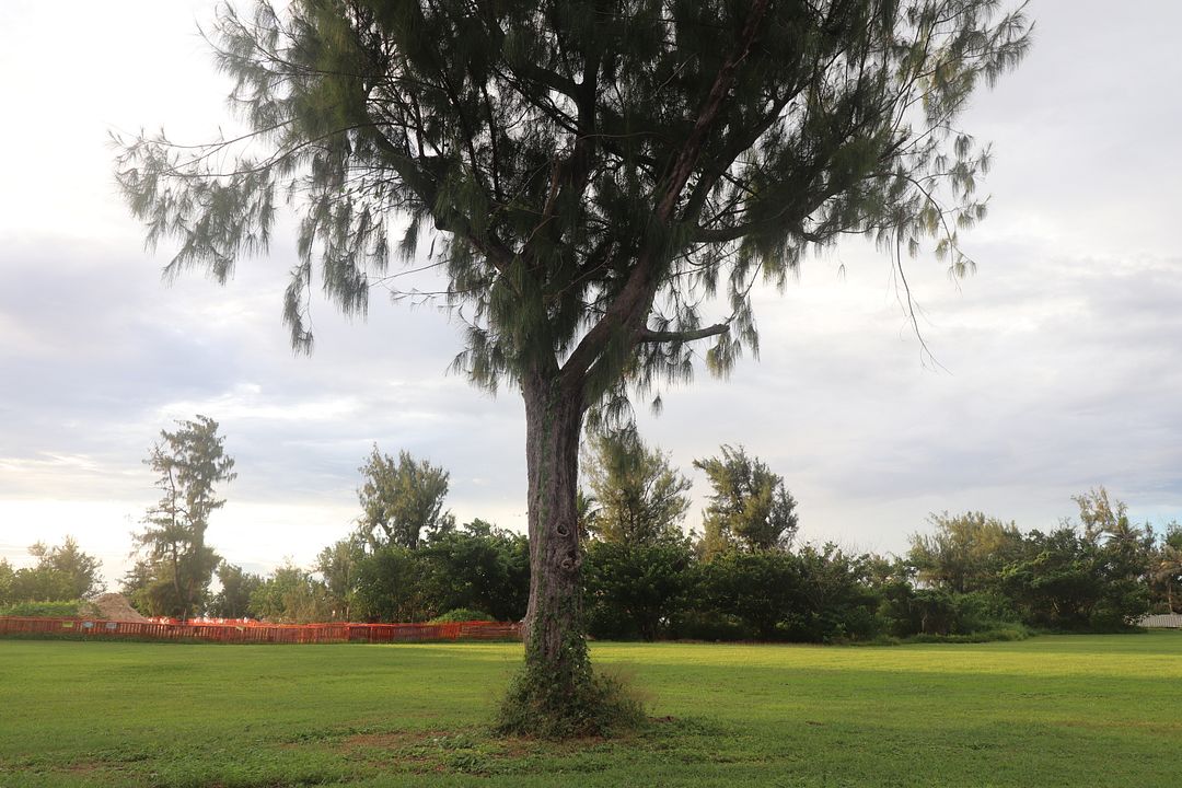 Saipan Tree