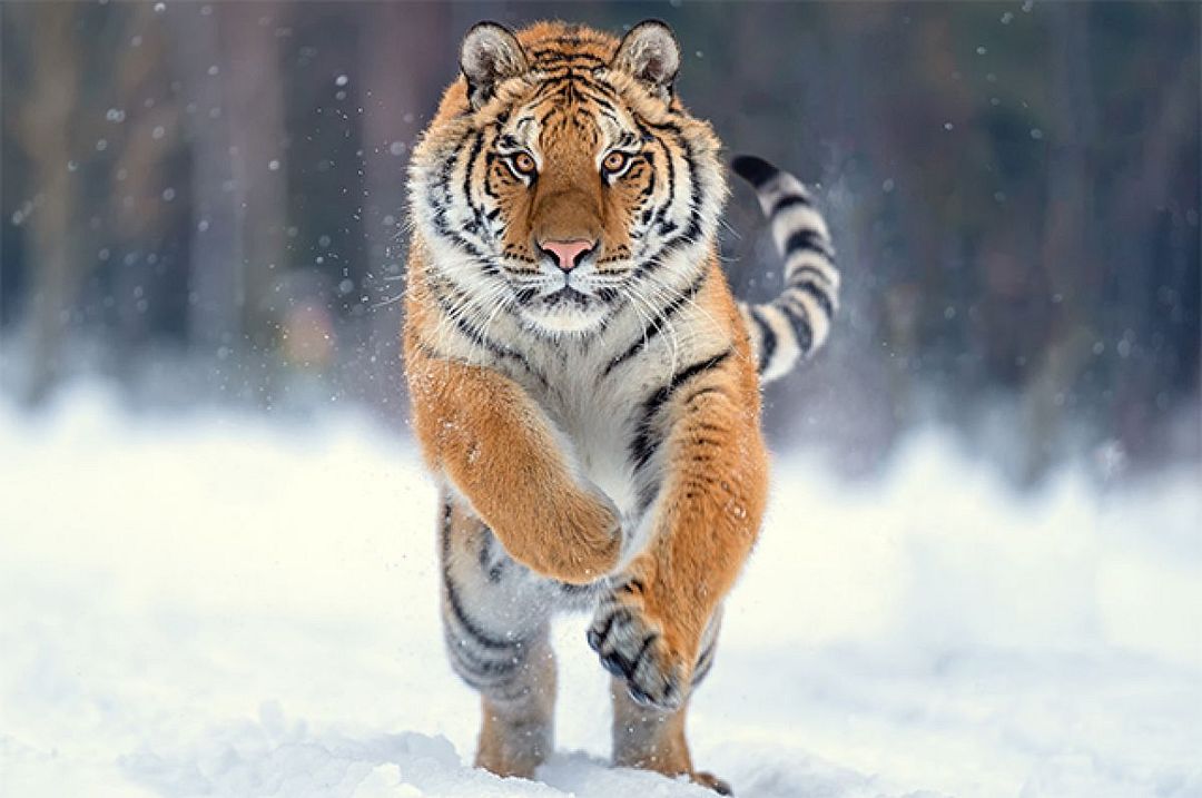 tiger