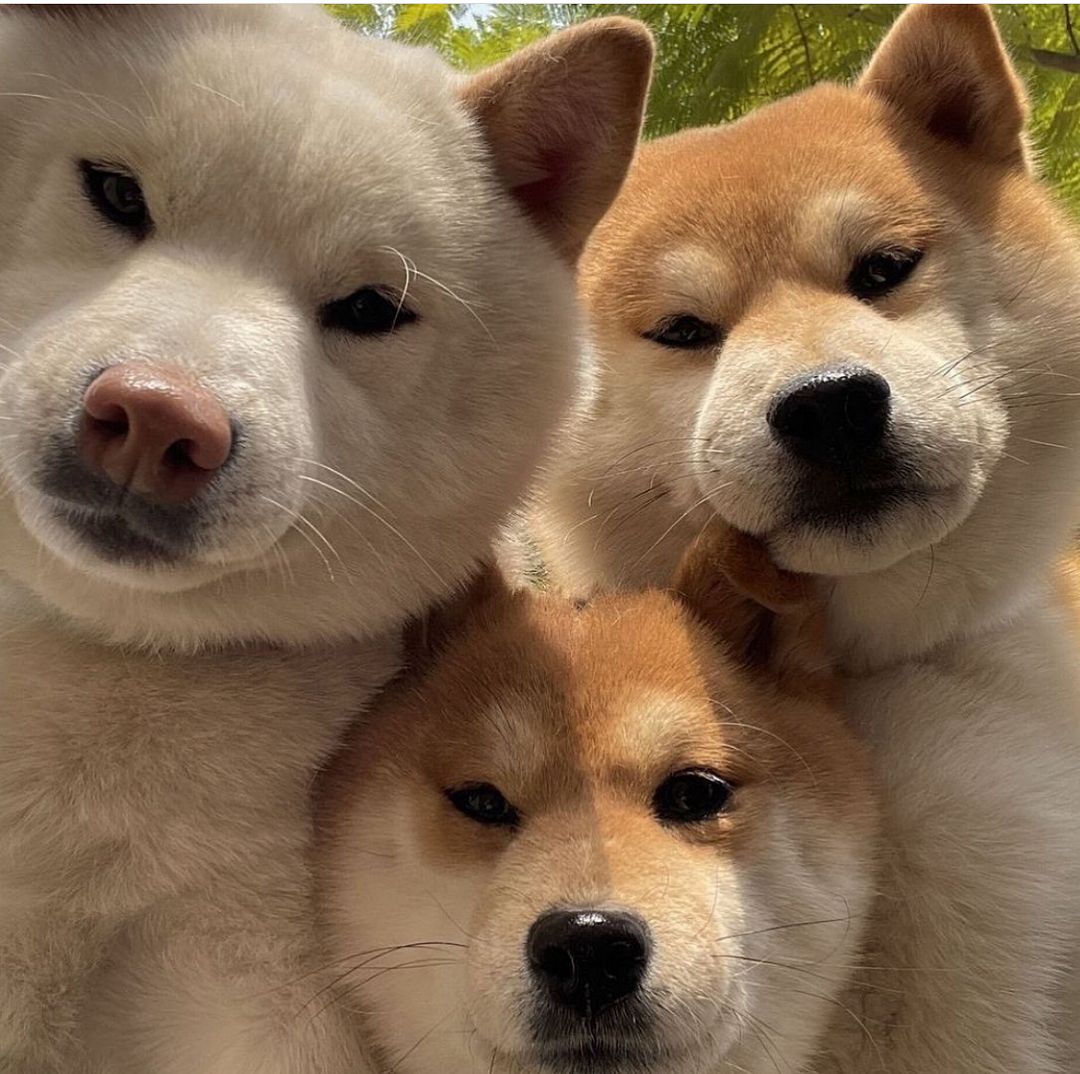 3 dog