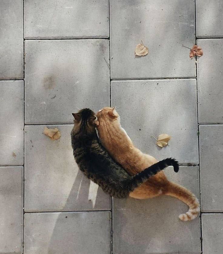 fall cats