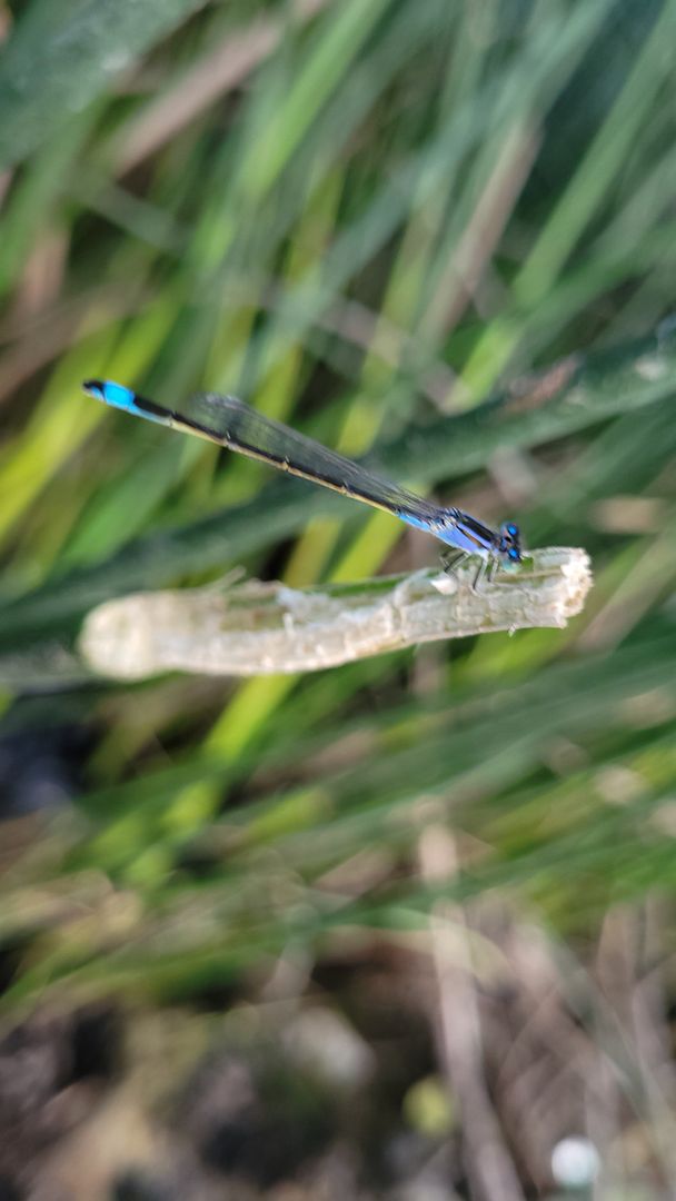 Hyrcani river dragonfly