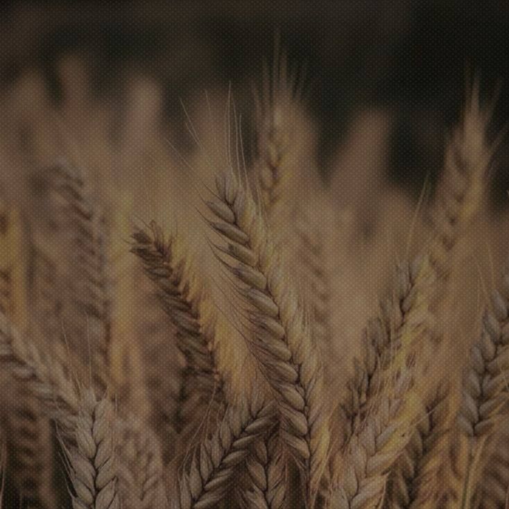 ears of wheat