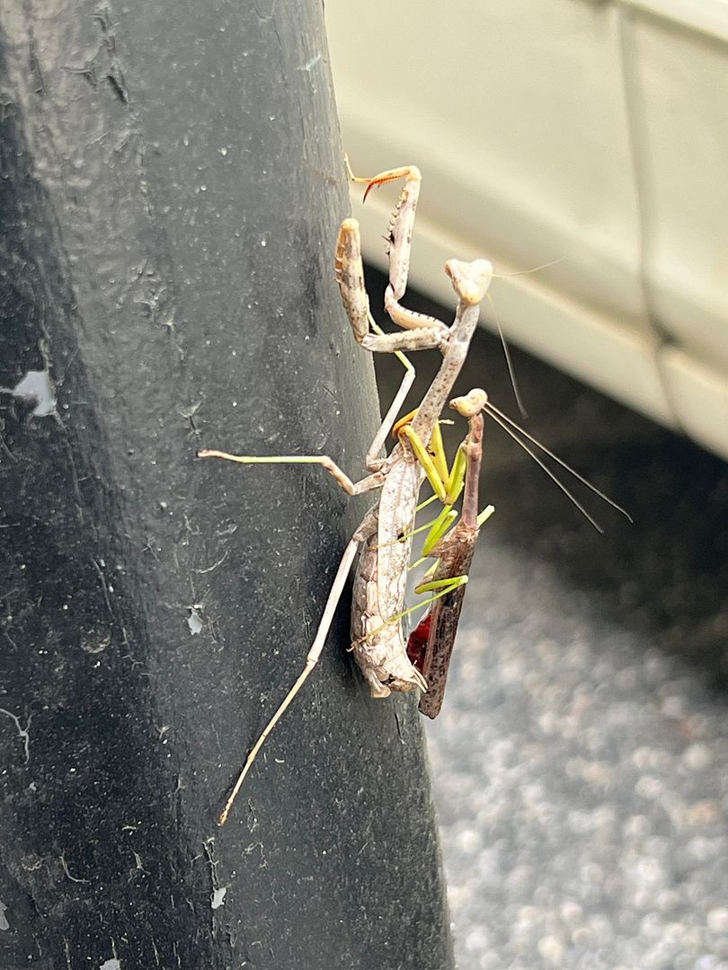 praying mantises