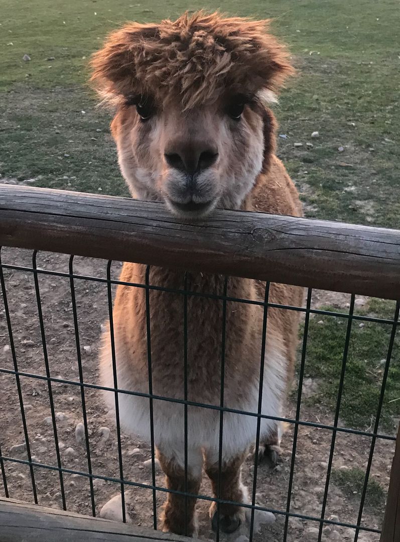 te placa la alpaca