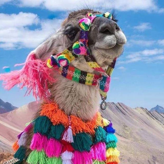 Defi-Alpaca