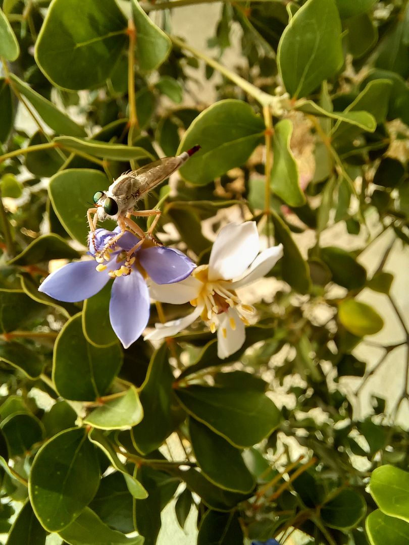 Tiny visitor on a flower