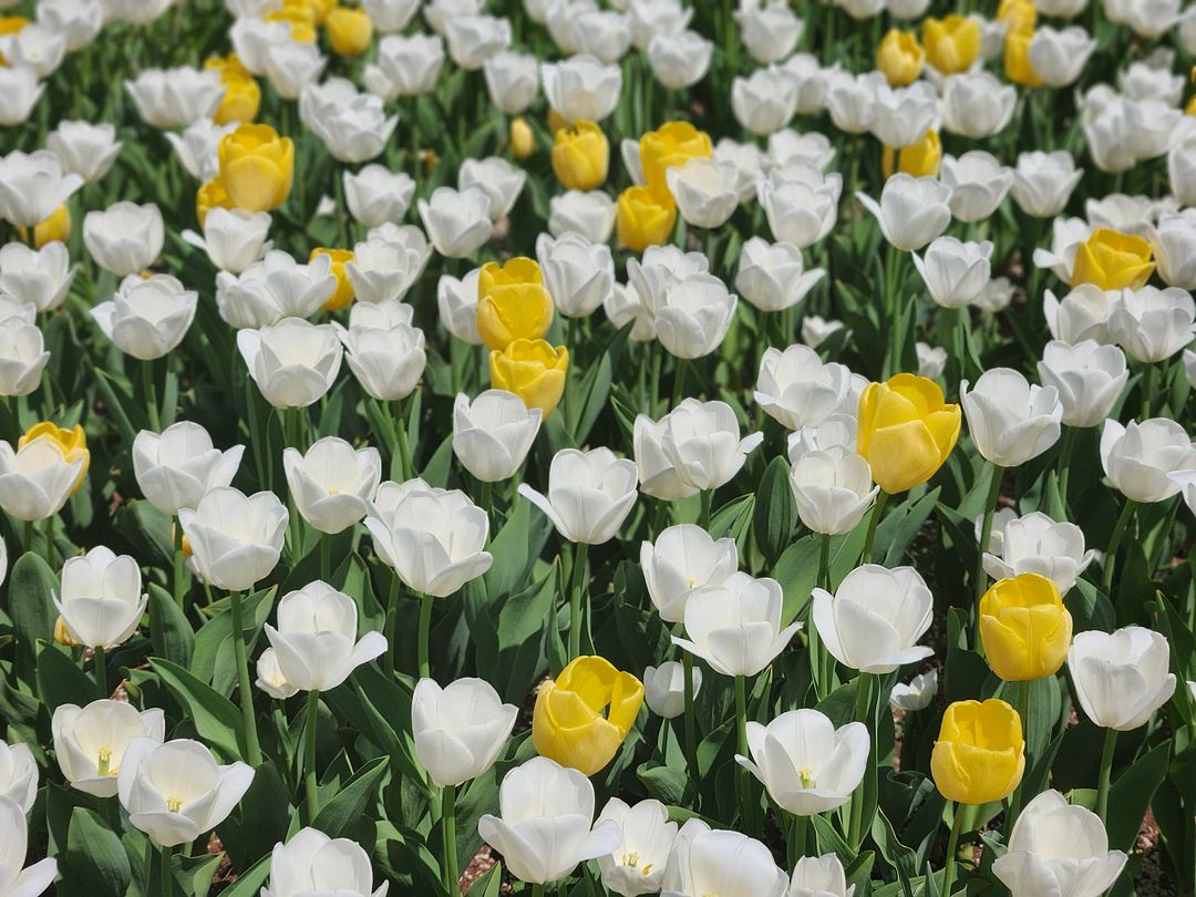 Tulips