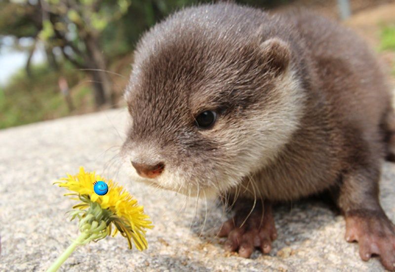 Otter_4