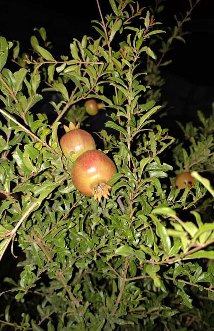 Beautiful pomegranate