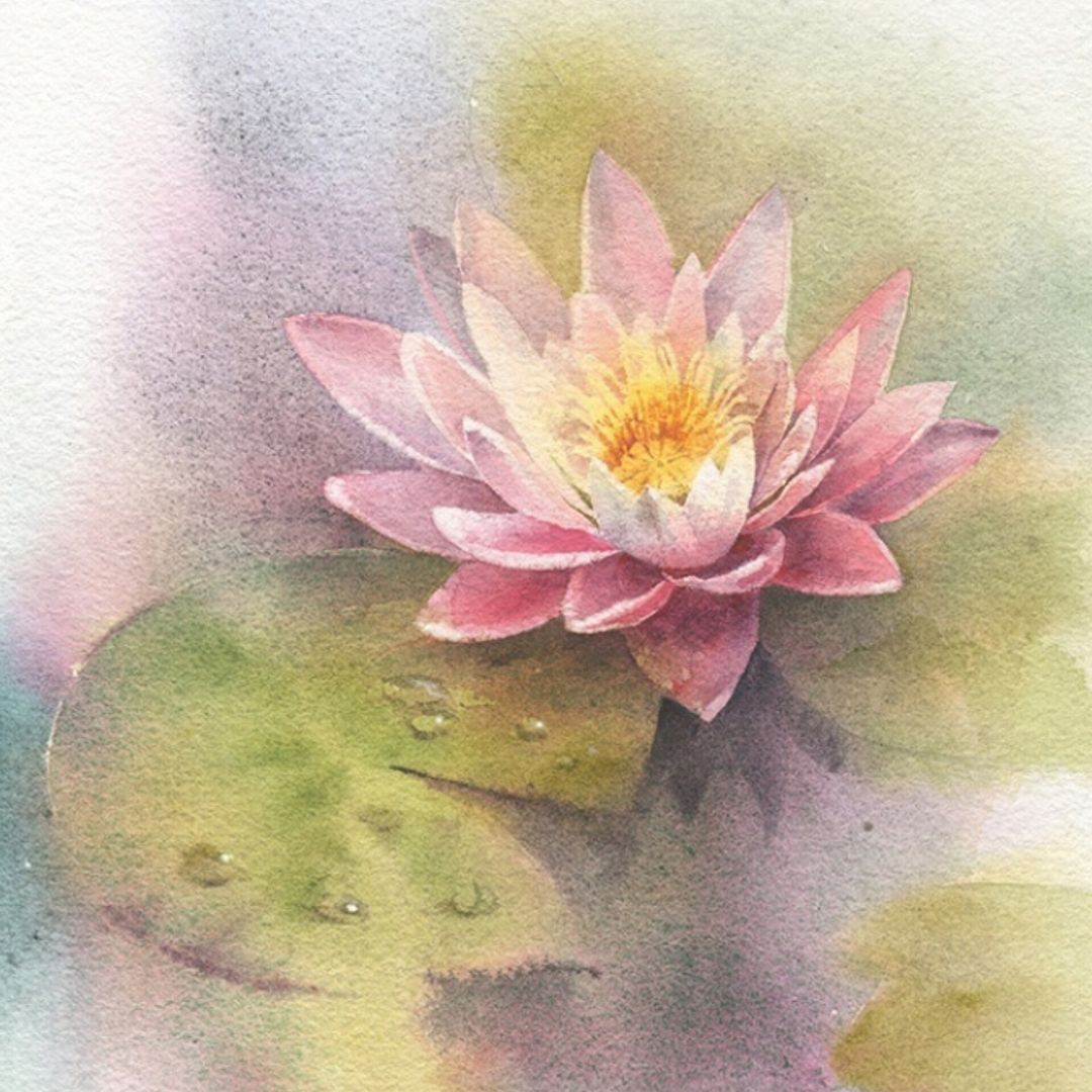 Pink lotus