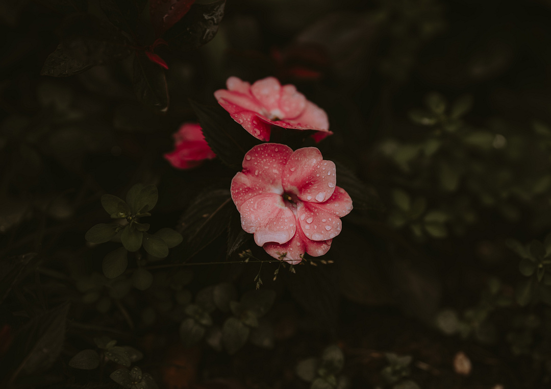 raindrops hitting the flowers