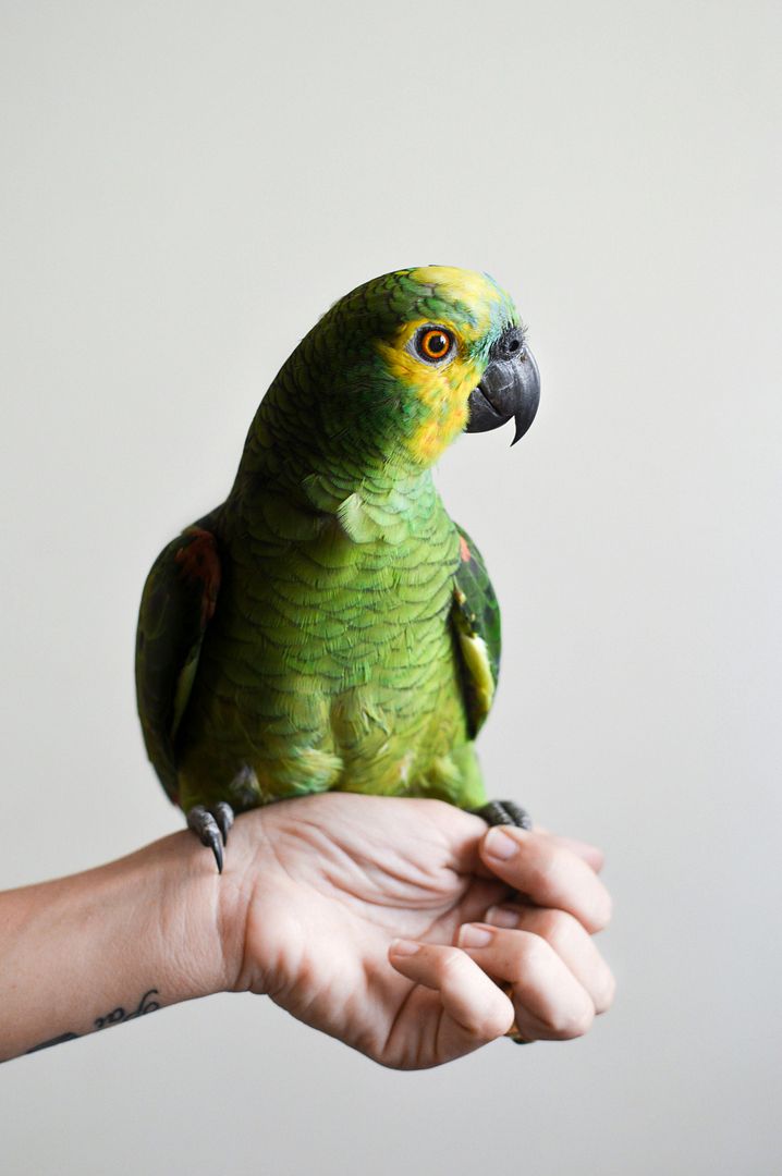 perico