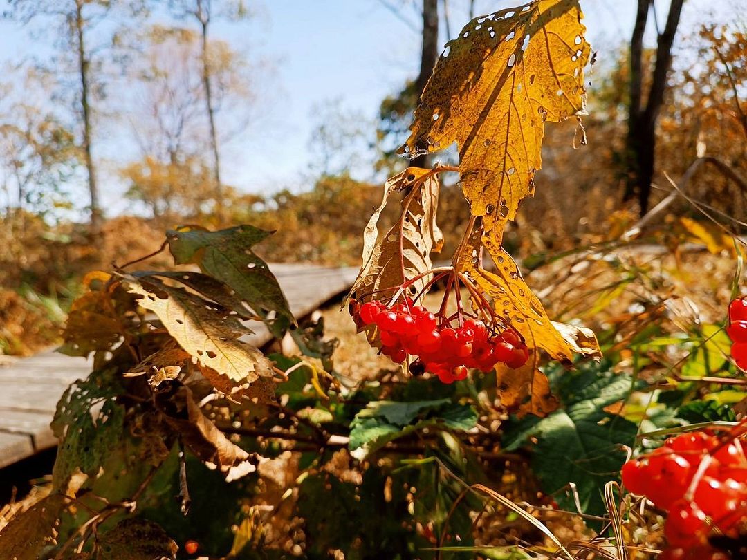 red berry