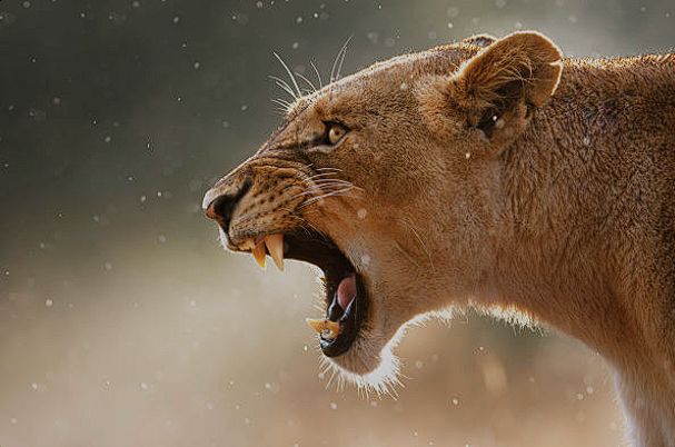 Angry Lion