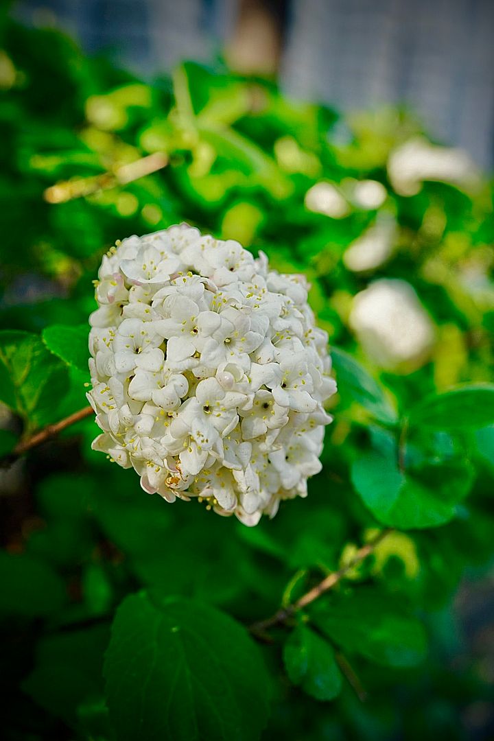 Viburnum carlesii var. bitchiuense(분꽃나무)